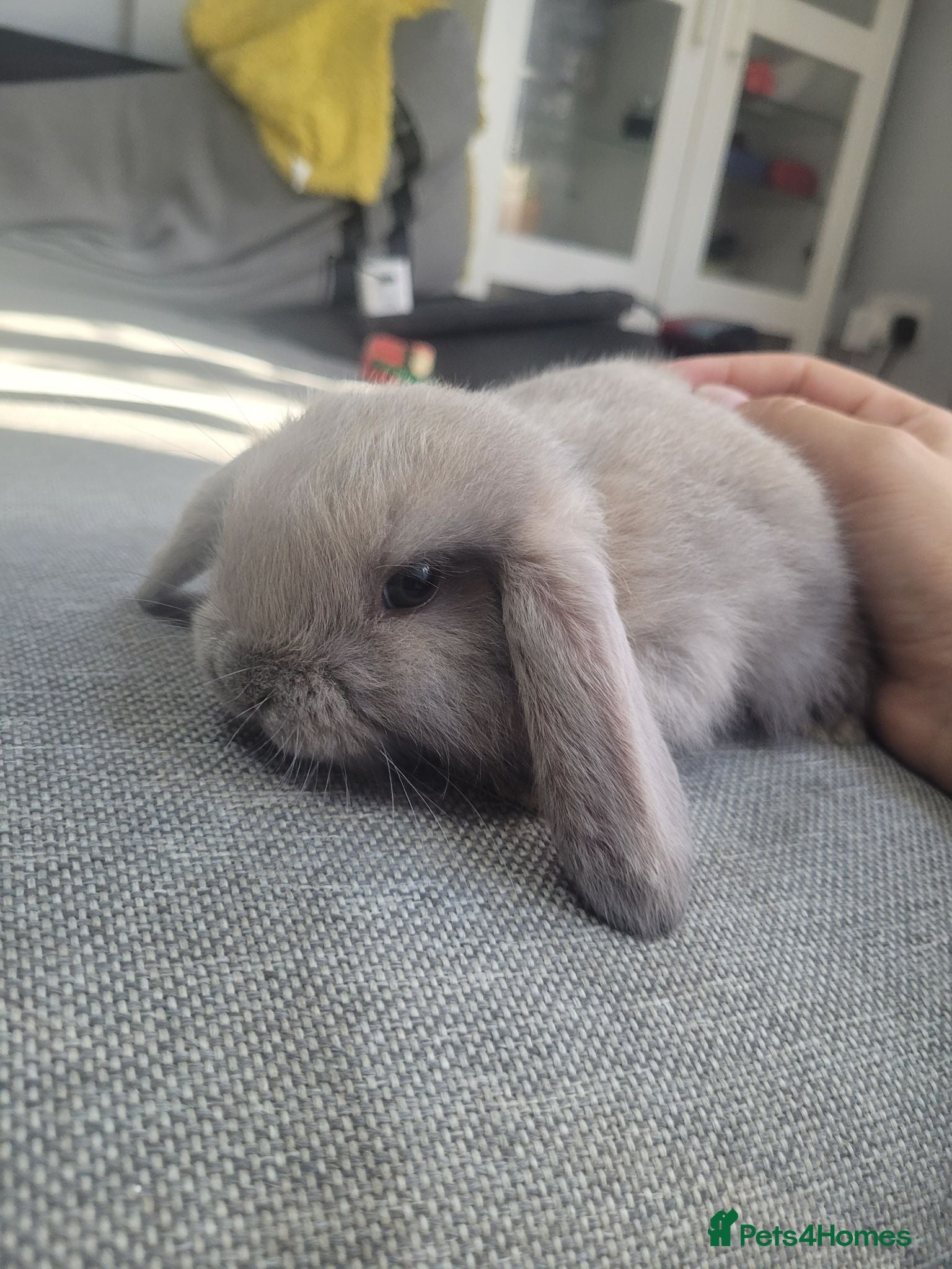 Mini Lop rabbits Mini lop bunny's 🐰 3 left - Advert 2