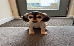 Cockapoo dogs for sale: 🐶✨ Adorable Cockapoos! ✨🐶 - Image 7