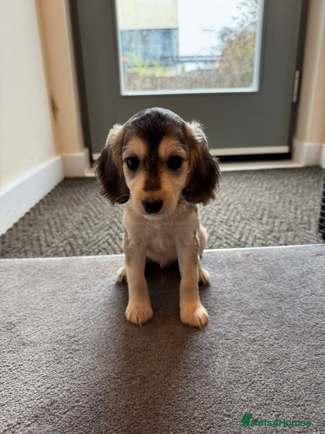 Cockapoo dogs for sale: 🐶✨ Adorable Cockapoos! ✨🐶 - Image 7