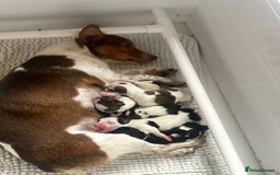 Jack Russell dogs for sale: Outstanding Miniature Jack Russell Puppys  - Image 5