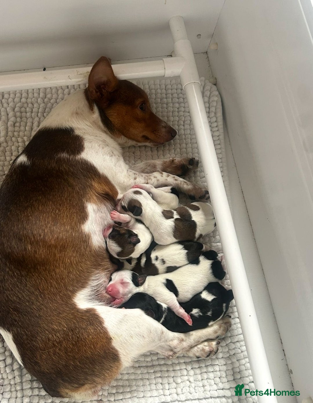 Jack Russell dogs for sale: Outstanding Miniature Jack Russell Puppys  - Image 5