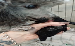 Toy Poodle dogs for sale: Female toy poodle silver  - Image 11