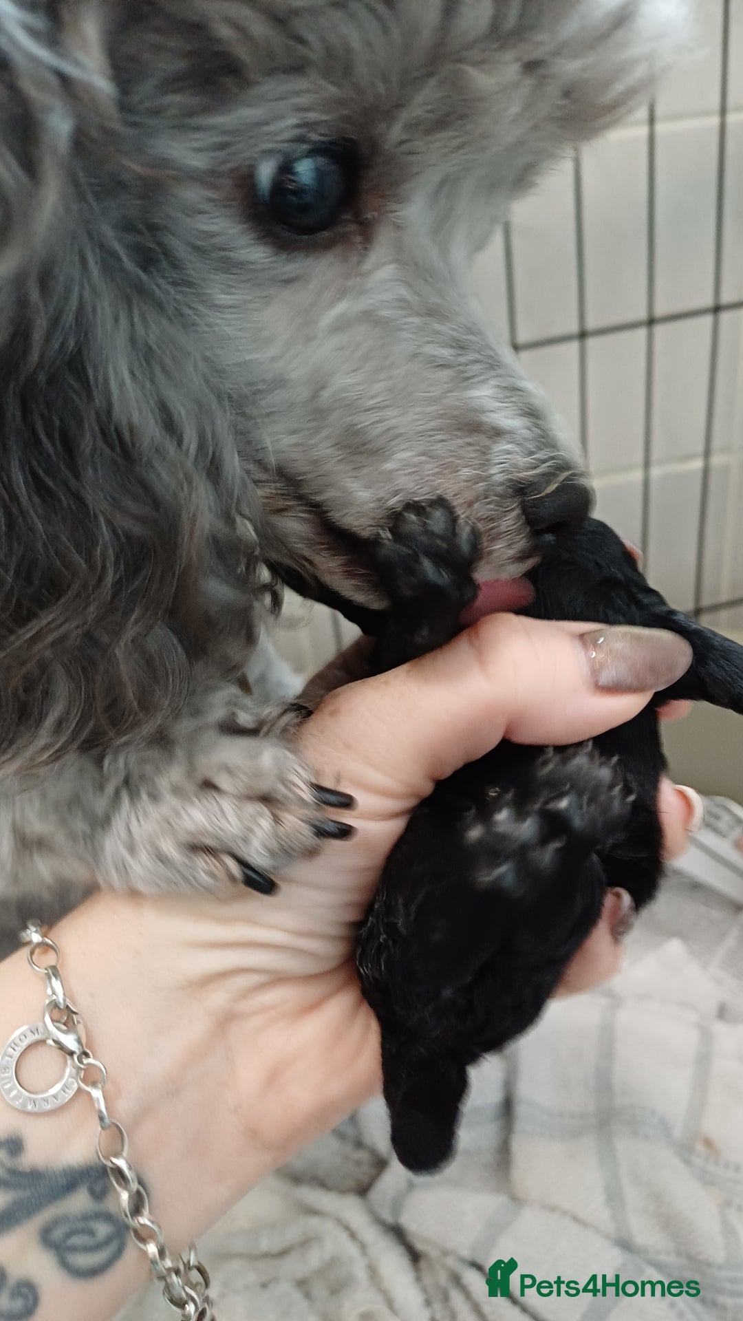 Toy Poodle dogs for sale: Female toy poodle silver  - Image 11