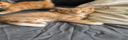 Mixed Breed cats for sale: Adorable ginger and tortishell kittens - Advert 26