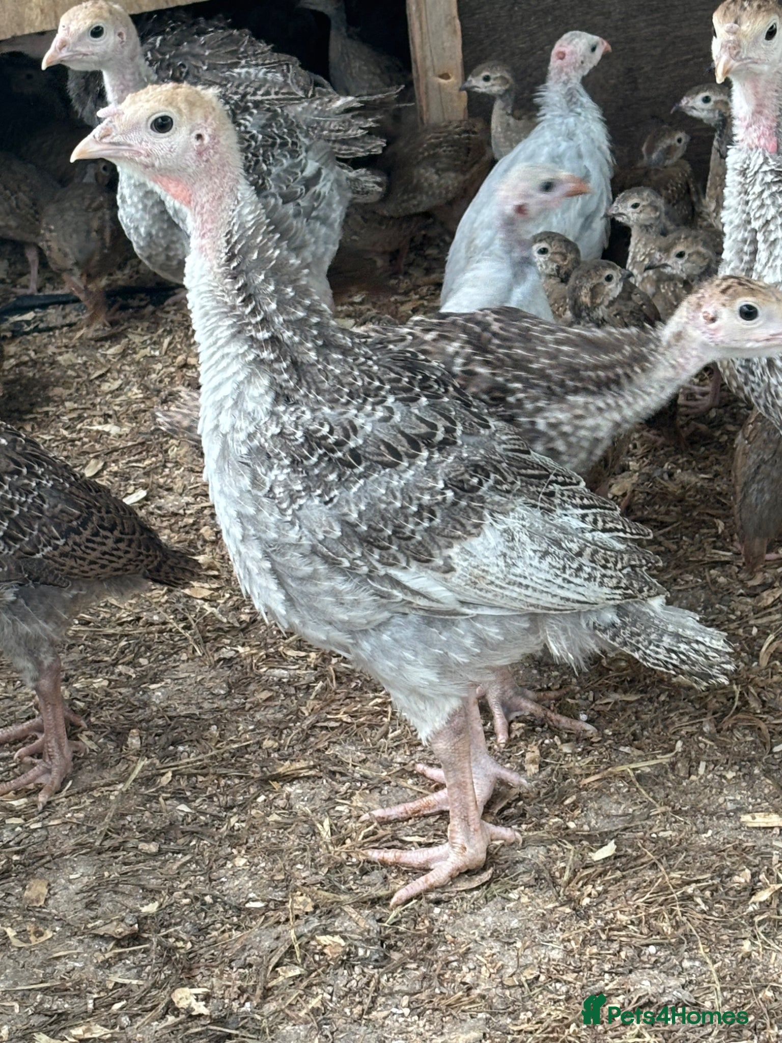 Turkeys poultry for sale: Turkey poults  in Warminster - Advert 6
