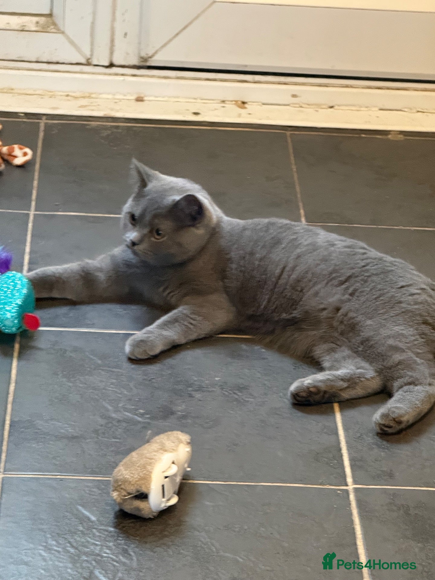 British Shorthair cats for sale: FOR SALE STUNNING BLUE FEMALE BSH  - Advert 2
