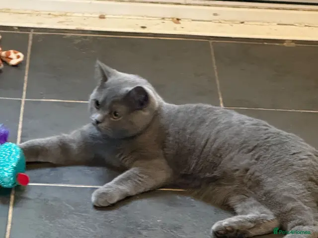 British Shorthair cats for sale: FOR SALE STUNNING BLUE FEMALE BSH - Advert 2