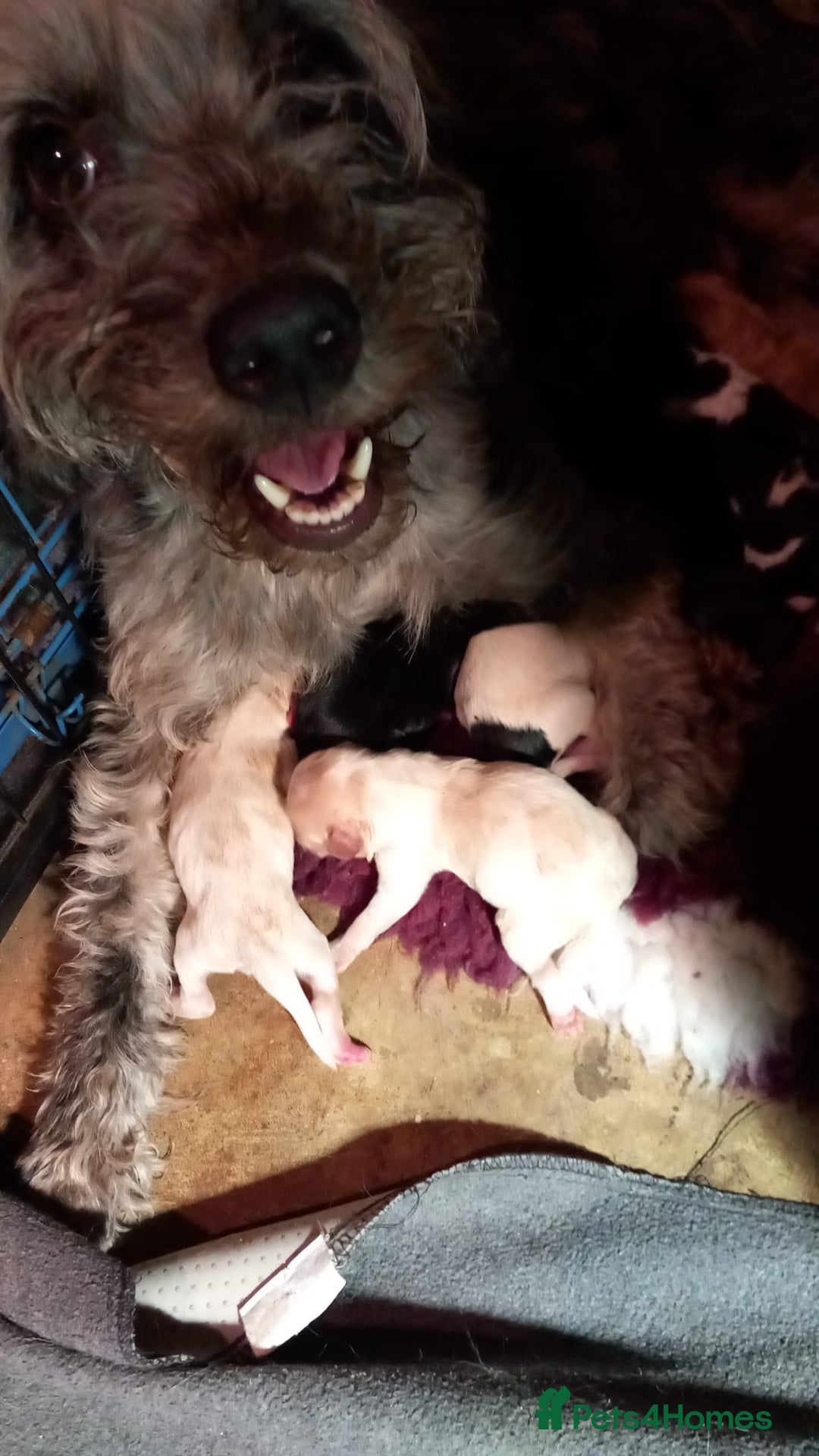 Cockapoo dogs for sale: Beautiful cockapoo puppies  - Advert 8