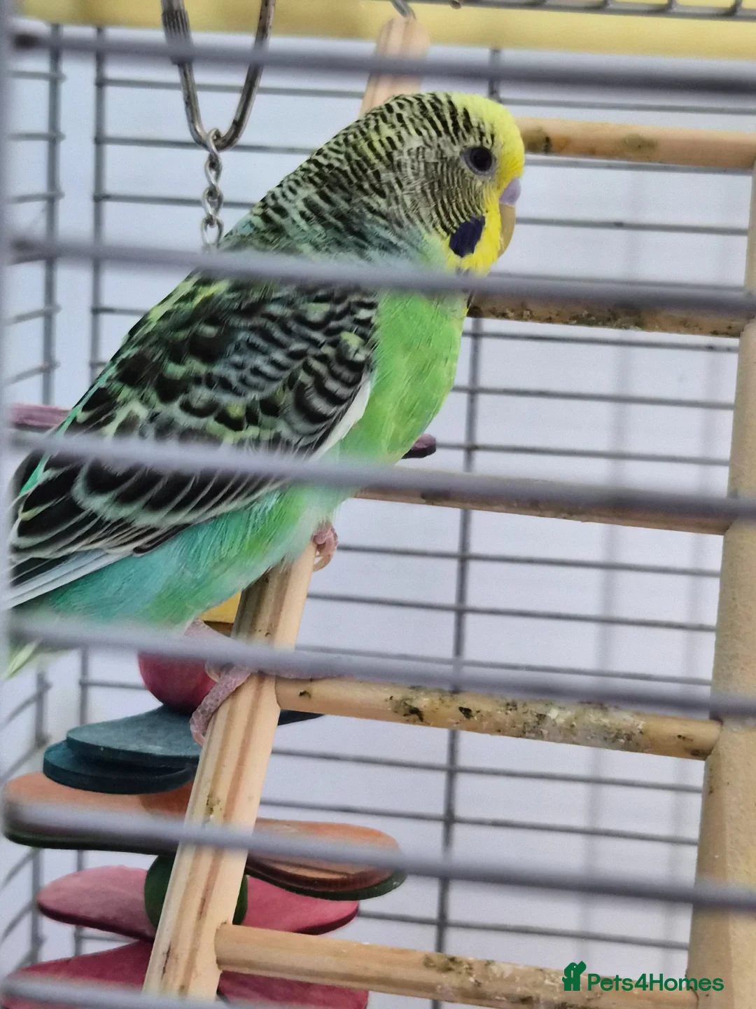 Budgerigars birds for sale: Two male budgies and cage - Advert 2