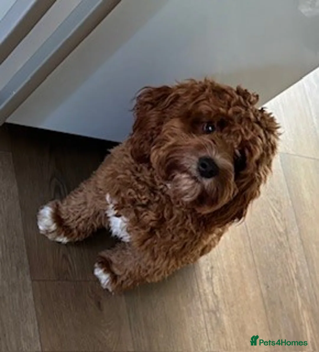 Cavapoo dogs for stud: PROVEN F1 Red Cavapoo stud-DNA Fully health tested - Advert 2