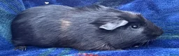 Guinea Pig rodents for sale: Boy piggy’s for sale  - Advert 5