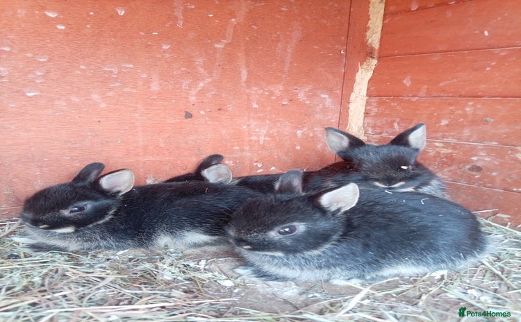 Netherland Dwarf rabbits - Advert 3