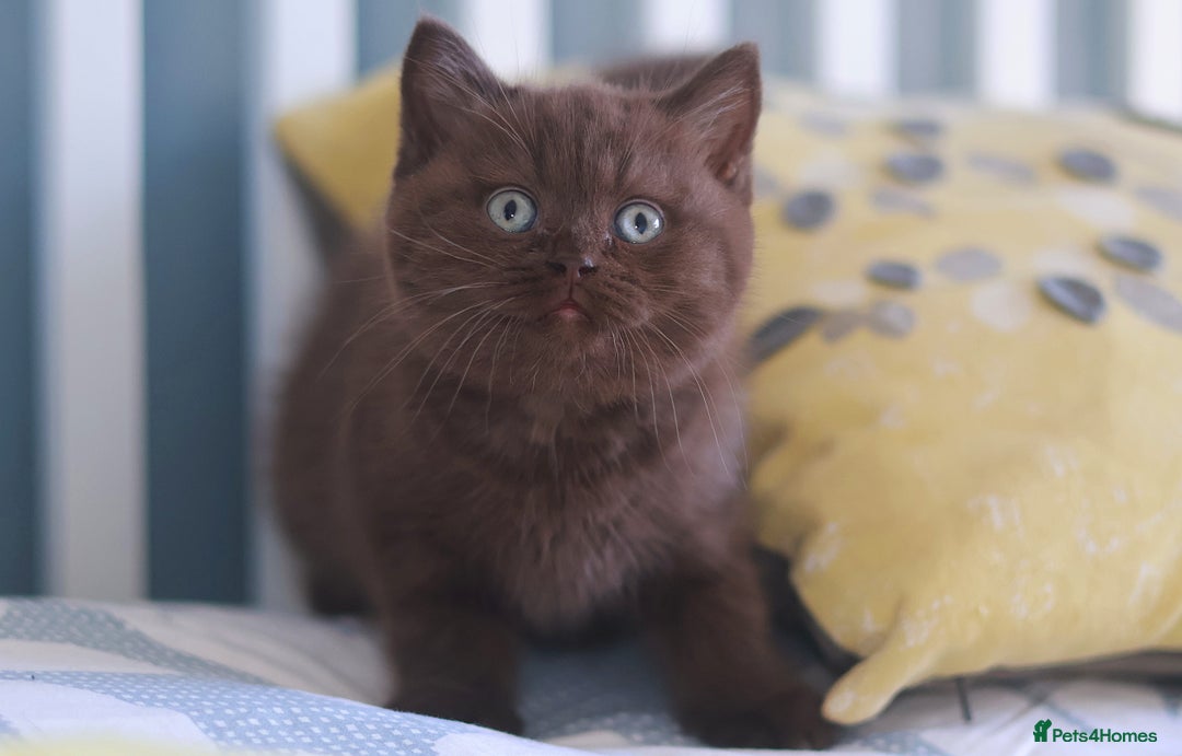 British Shorthair cats for sale: TICA Reg Chocolate Boys - Image 4