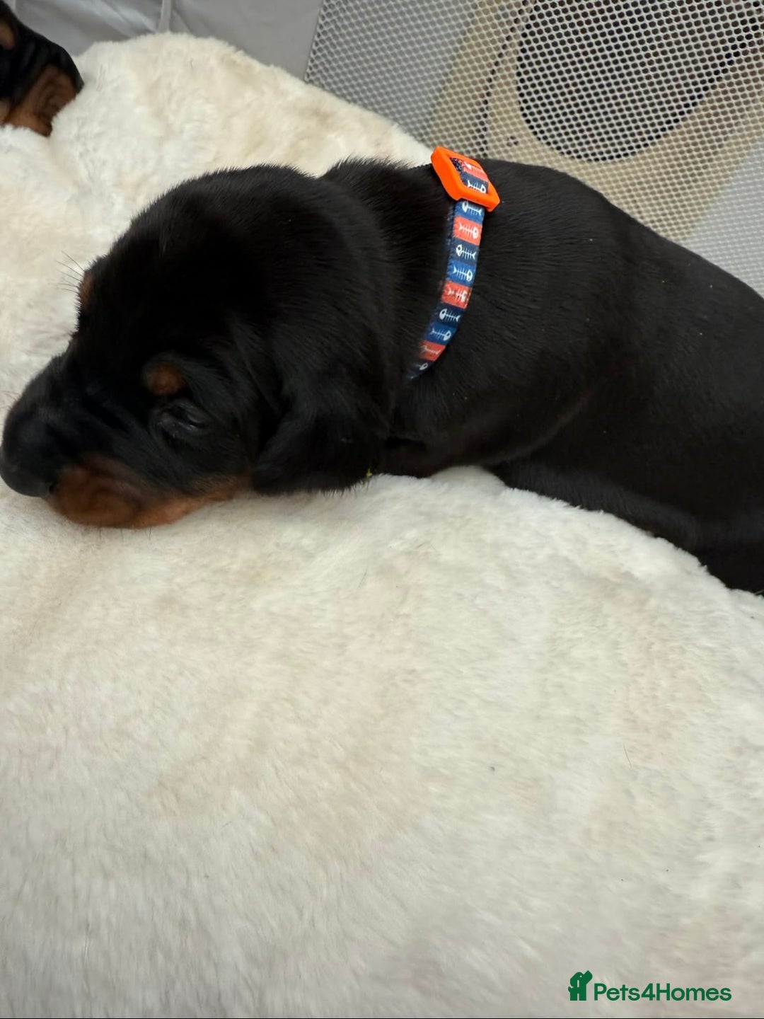 Dobermann dogs for sale: Top quality Doberman puppies  - Advert 17