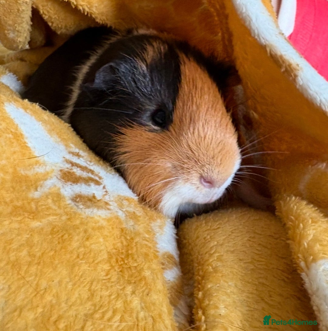 Guinea Pig rodents for sale: 2 boy guinea pigs ( father & son)  - Advert 4