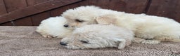 Goldendoodle dogs for sale: 4 beautiful puppies ready for their new homes!!!!! - Advert 8