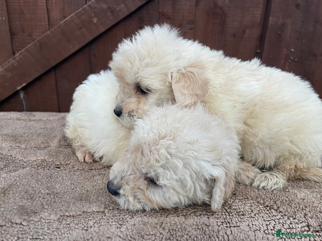Goldendoodle dogs for sale: 4 beautiful puppies ready for their new homes!!!!! - Advert 8
