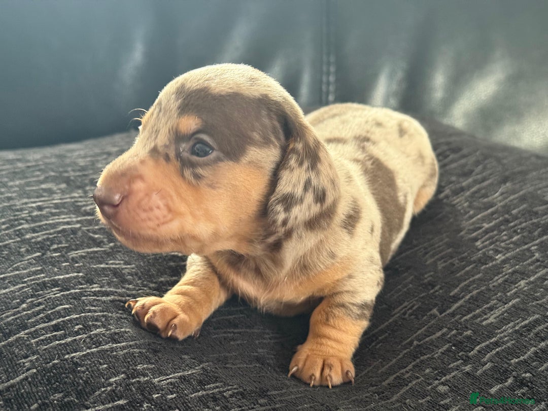 Miniature Dachshund dogs for sale: Miniature Dachshund puppies KC Reg Health tested - Image 10
