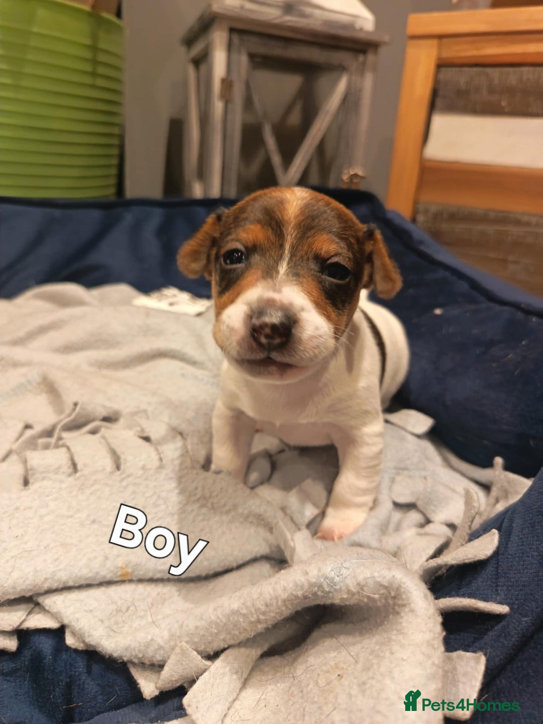 Jack Russell dogs for sale: Jack russle pups for sale - Advert 2