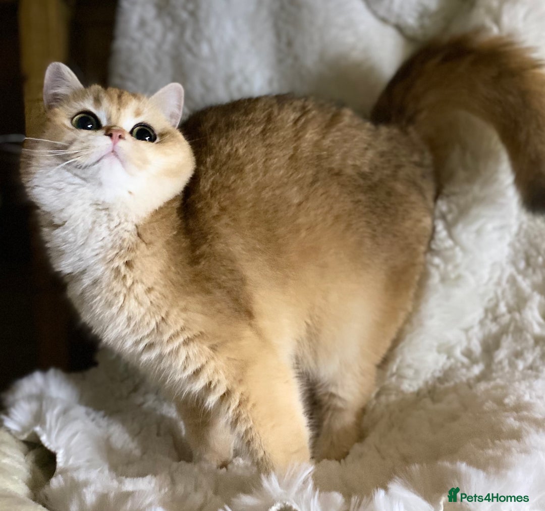 British Shorthair cats for sale: Champion lines for adoption  - Image 25