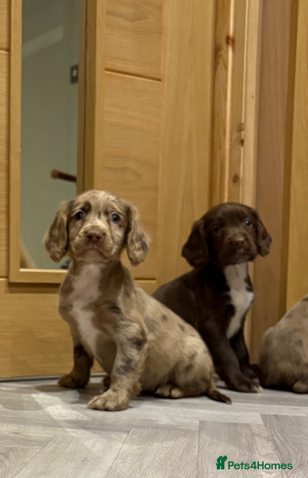 Cocker Spaniel dogs for sale: 🐶 KC Registered Cocker Spaniel Pups 🐶  - Advert 12