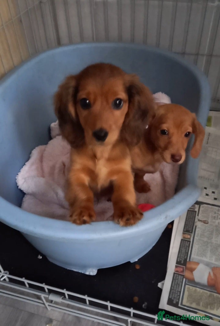 Miniature Dachshund dogs Miniature dachshund  - Advert 15