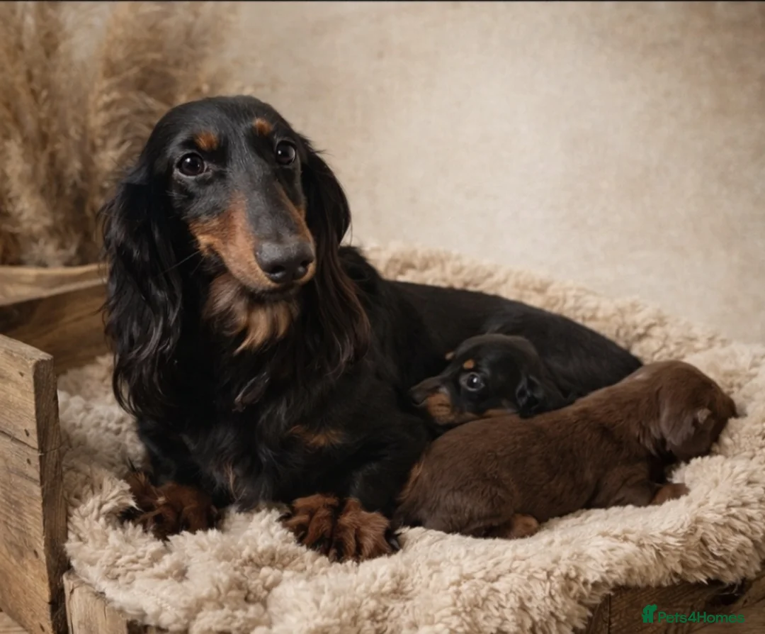 Miniature Dachshund dogs for sale: KC Pedigree Long Hair Mini Dachshund boy & girls - Advert 2