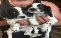 Sprocker dogs for sale: Working Sprocker puppies - Image 2