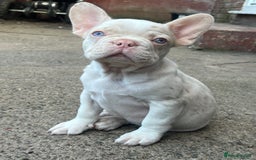 French Bulldog dogs for sale: Unique French bulldogs pups  - Image 6