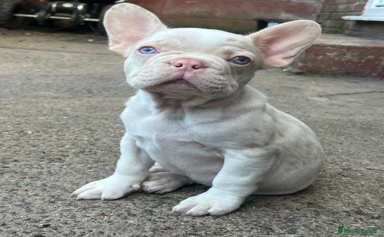 French Bulldog dogs - Advert 3