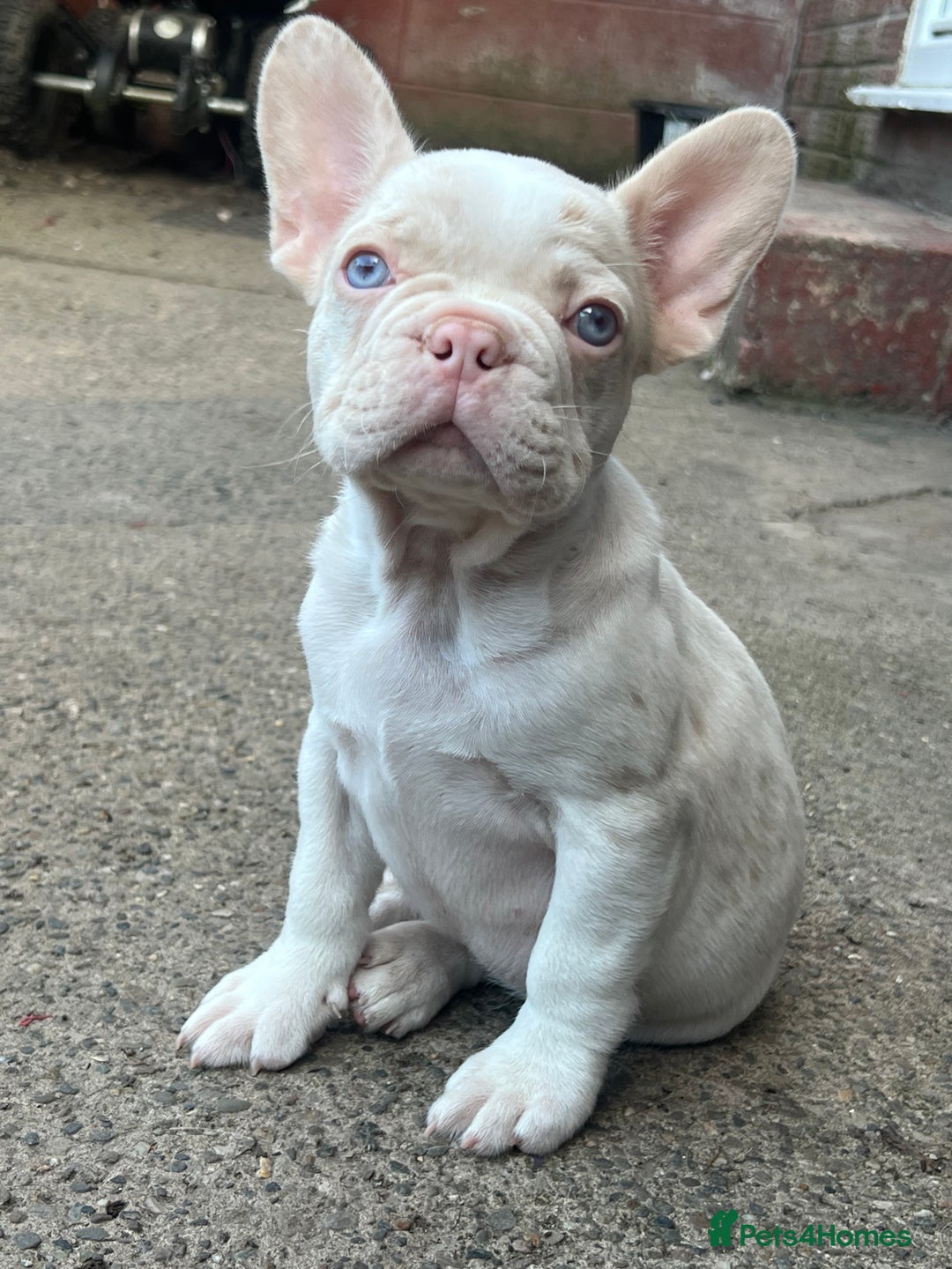 French Bulldog dogs for sale: Unique French bulldogs pups  - Image 6