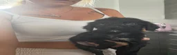 Cocker Spaniel dogs for sale: Cocker spaniel pup in Newton Aycliffe - Advert 4