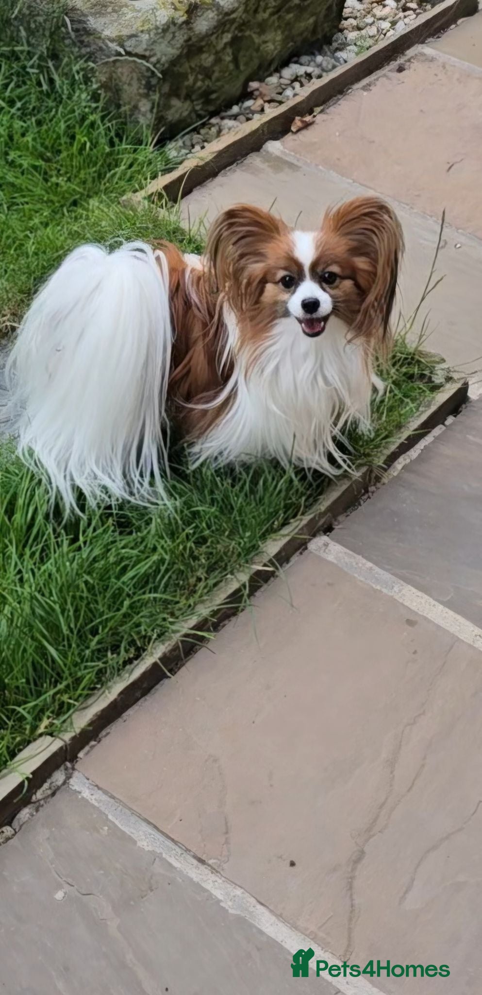 Papillon dogs 5generation Royal Kennel Club reg. - Advert 2