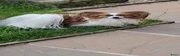 Papillon dogs for sale: 5generation Royal Kennel Club reg. - Advert 2