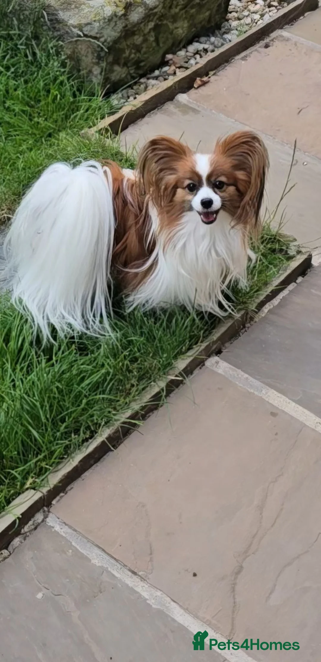 Papillon dogs for sale: 5generation Royal Kennel Club reg. - Advert 2