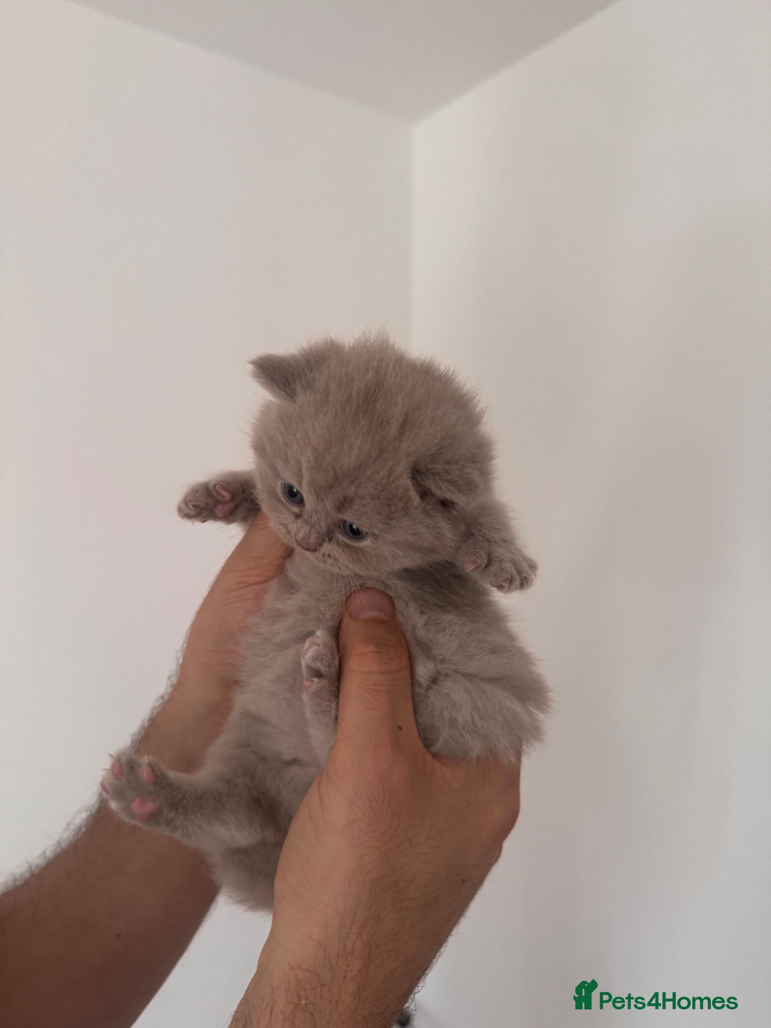 British Longhair cats Beautiful Lilac British Longhair kittens  - Advert 2