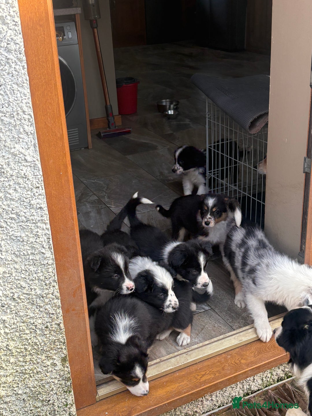 Border Collie dogs for sale: Border collie puppies  - Advert 1