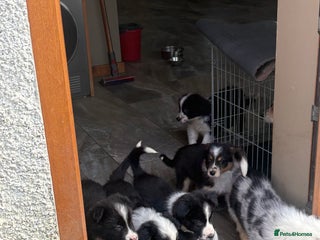 Border Collie dogs Border collie puppies - Advert 1