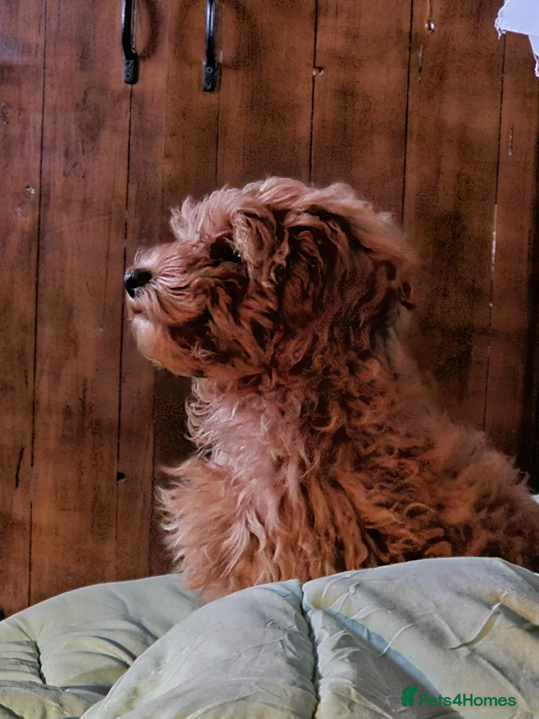 Cockapoo dogs for sale: Cockerpoo F1b Pups for sale (Only 1 left) - Advert 2