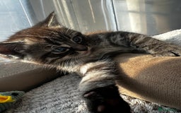 Persian cats for sale: ALL SOLD! PERSIAN-RAGDOLL KITTENS - Image 19