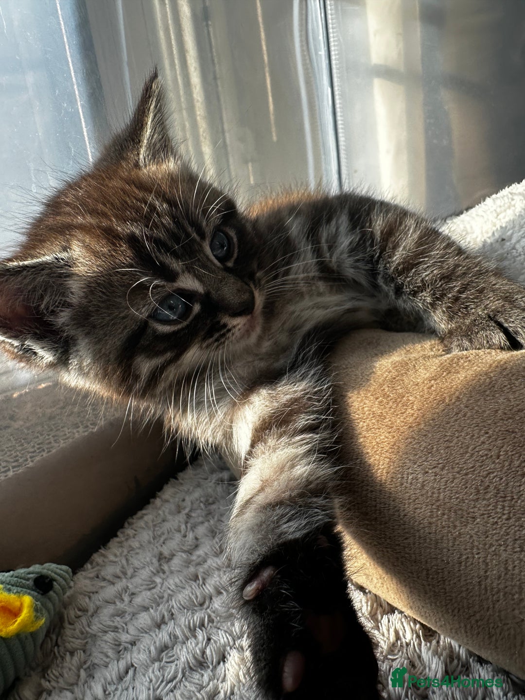 Persian cats for sale: ALL SOLD! PERSIAN-RAGDOLL KITTENS - Image 19