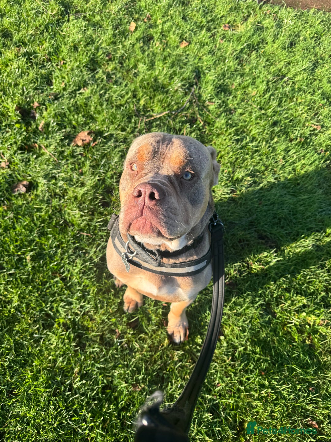 Olde English Bulldogge dogs for sale: Old English in need of a loving home  - Advert 19