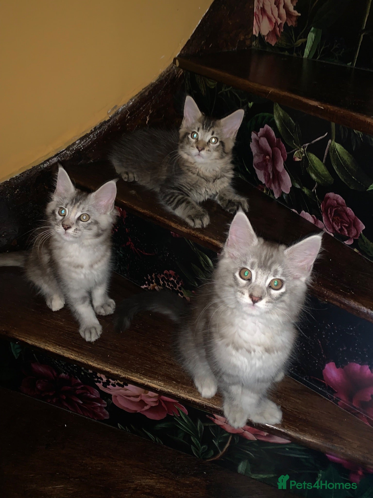 Maine Coon cats Pedigree GCCF Registered Maine Coon kittens - Advert 2