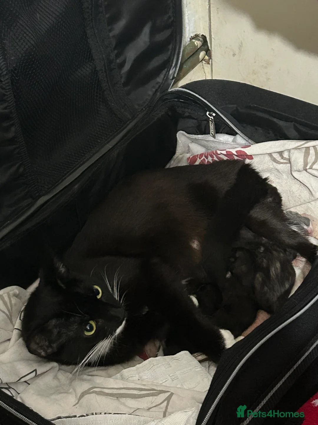 Mixed Breed cats for sale: Beautiful girl kitten left - Advert 1