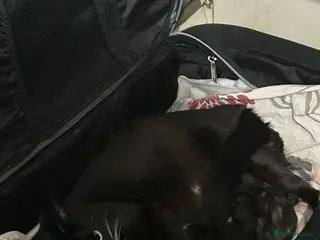 Mixed Breed cats Beautiful girl kitten left - Advert 2