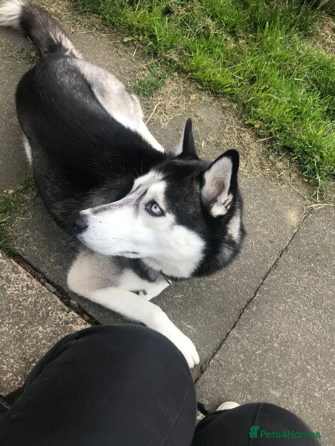 Utonagan dogs for sale: Two very loving dogs  - Advert 5