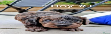 Doxiepoo Boy #1