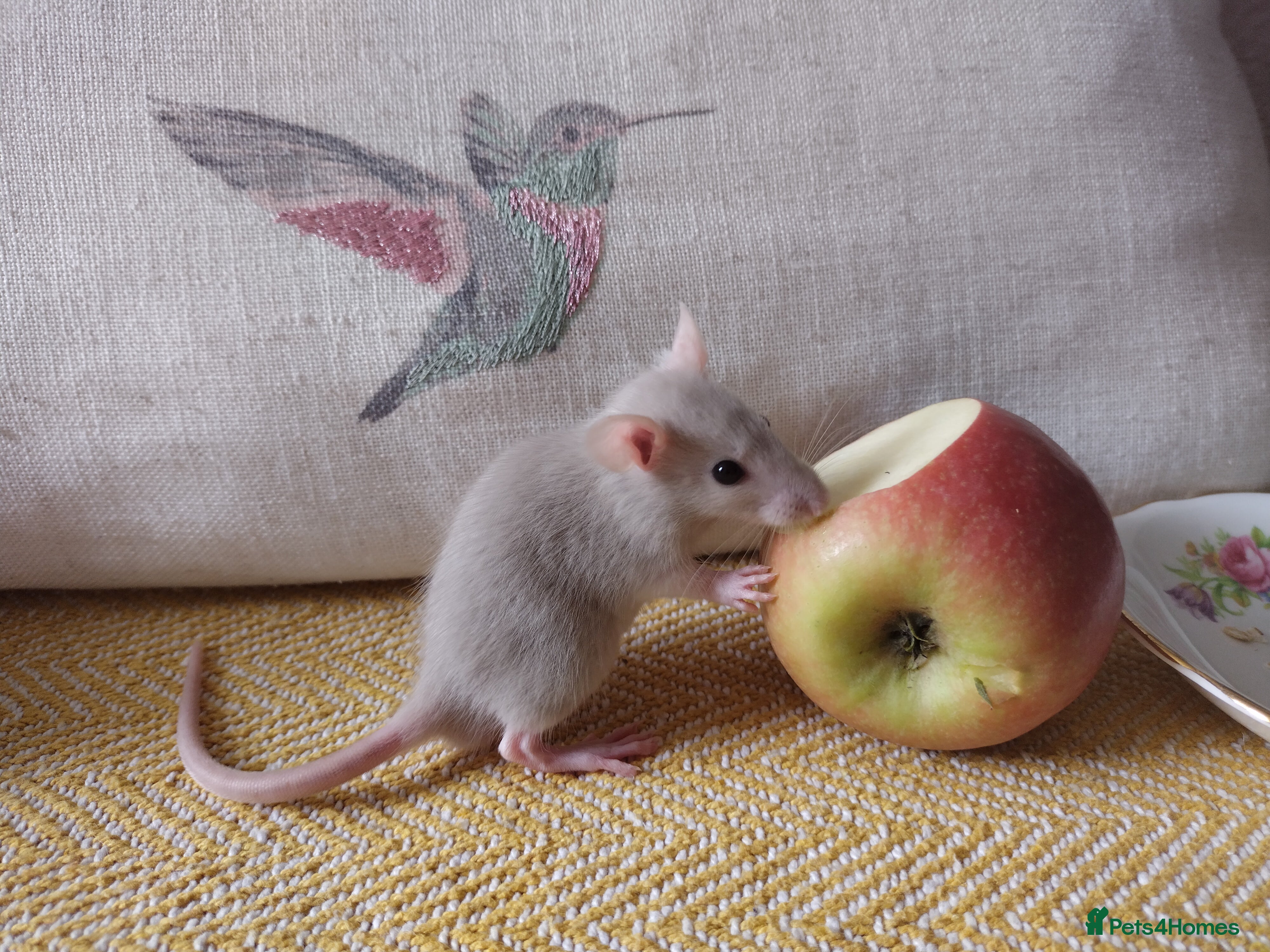 Rat rodents Beautiful baby rats for sale - Advert 4