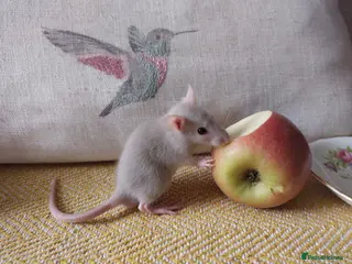 Rat rodents Beautiful baby rats for sale - Advert 4