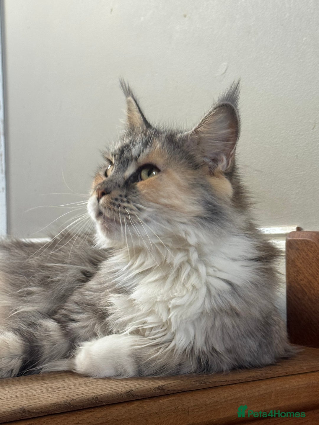 Mixed Breed cats for sale: 3/4 Maine Coon 1/4 ragdoll kittens ready - Advert 14